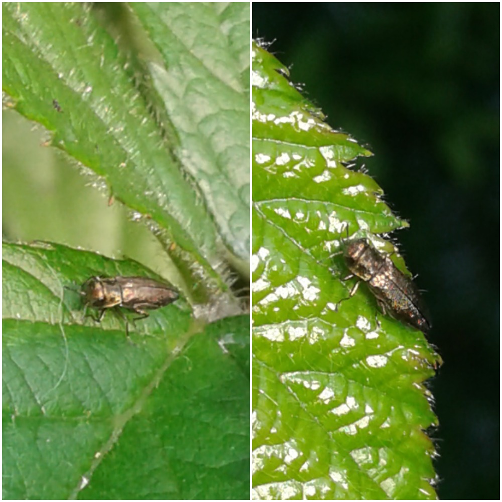Agrilus sp. (Buprestidae)?  S